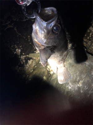 やっぱりシブい