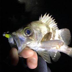 2日連チャンメバリング