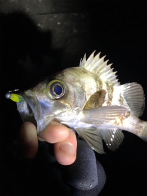 2日連チャンメバリング