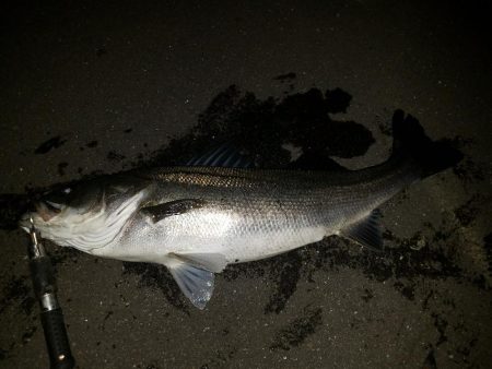 泳がせ釣り