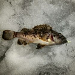 久々にチョイ投げで2匹ゲット✨