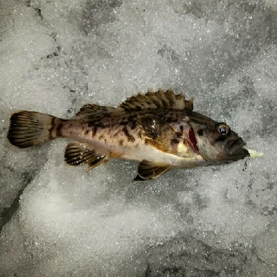 久々にチョイ投げで2匹ゲット✨