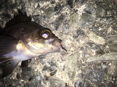 メバリング〜！