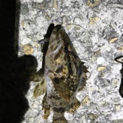 タケノコメバル