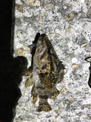 タケノコメバル