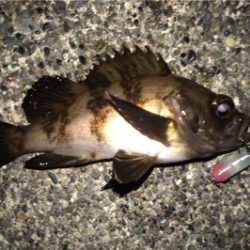 新作自作プラグでのメバリング