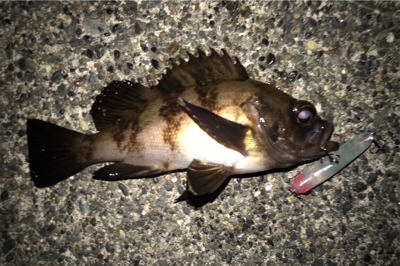 新作自作プラグでのメバリング