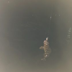 ベイトフィネス