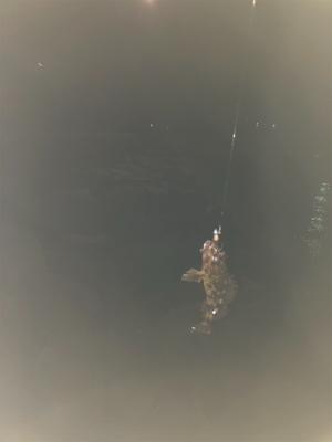 ベイトフィネス