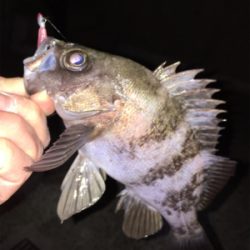 明石周辺メバリング