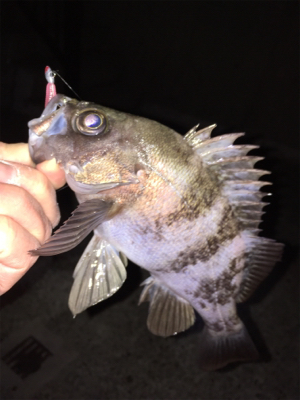 明石周辺メバリング