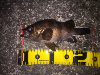 nadaプラグの実釣その1！