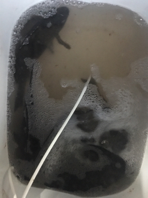 グレ浮きフカセ釣