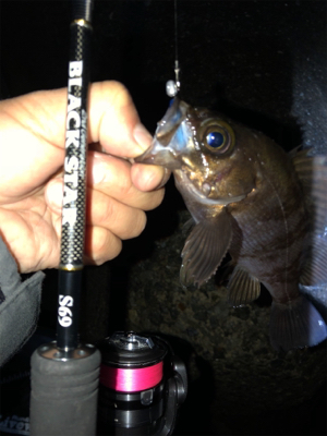 霧の中メバリング