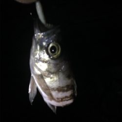 タフコンでお手上げ