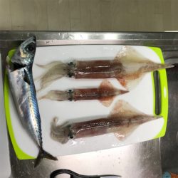 横須賀長井の光三丸からヤリイカ船