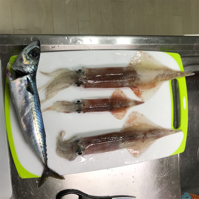 横須賀長井の光三丸からヤリイカ船