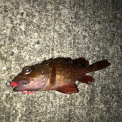 チビガッシーでボウズ逃がれ