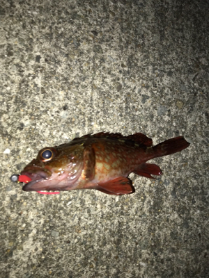 チビガッシーでボウズ逃がれ