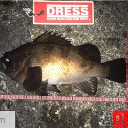 メバルはアフターの回復してるか?