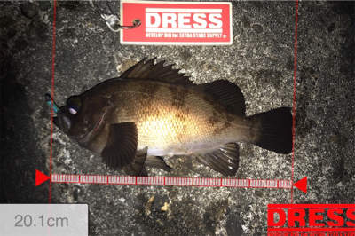 メバルはアフターの回復してるか?