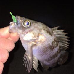 明石メバリング