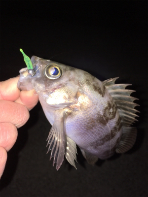 明石メバリング