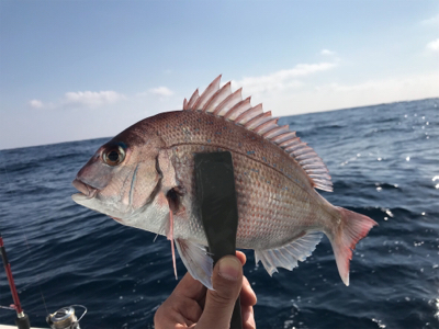 一つテンヤマダイ