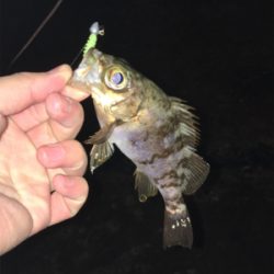 寒すぎやしませんかね…