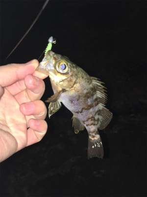 寒すぎやしませんかね…