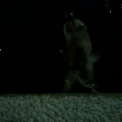 雪の中のメバリング