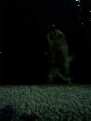 雪の中のメバリング