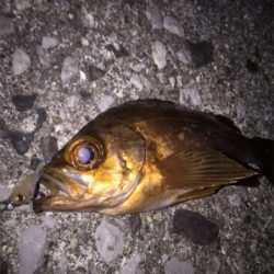 アフターメバル