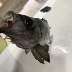 メバル  夜釣り  釣人家