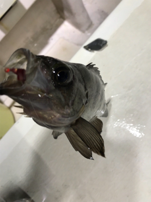 メバル  夜釣り  釣人家