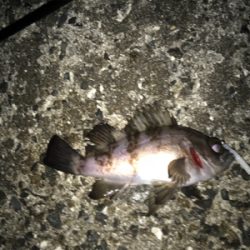 釣れてよかった