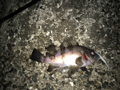 釣れてよかった