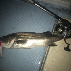 ボートメバル☆