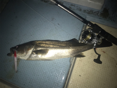 ボートメバル☆