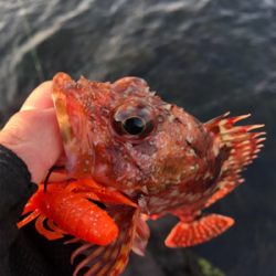 極寒ロックフィッシュ