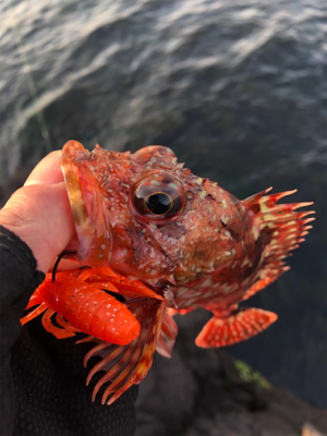 極寒ロックフィッシュ