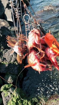 極寒ロックフィッシュin桜島