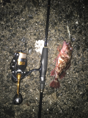 やっと風止みましたね♪