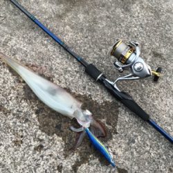 なんとかヤリイカ・・