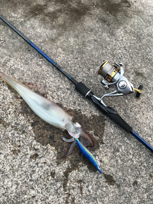 なんとかヤリイカ・・