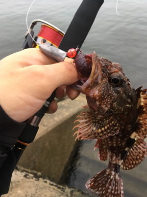 小雨の中のロックフィッシュ