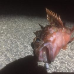 初お持ち帰りFisch