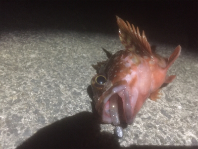 初お持ち帰りFisch