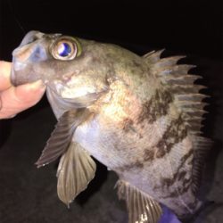 明石でメバリング