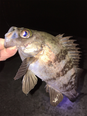 明石でメバリング